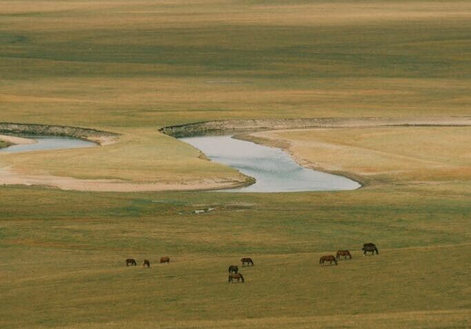 Horses grazing on vast green landscape.