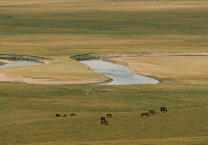Horses grazing on vast green landscape.